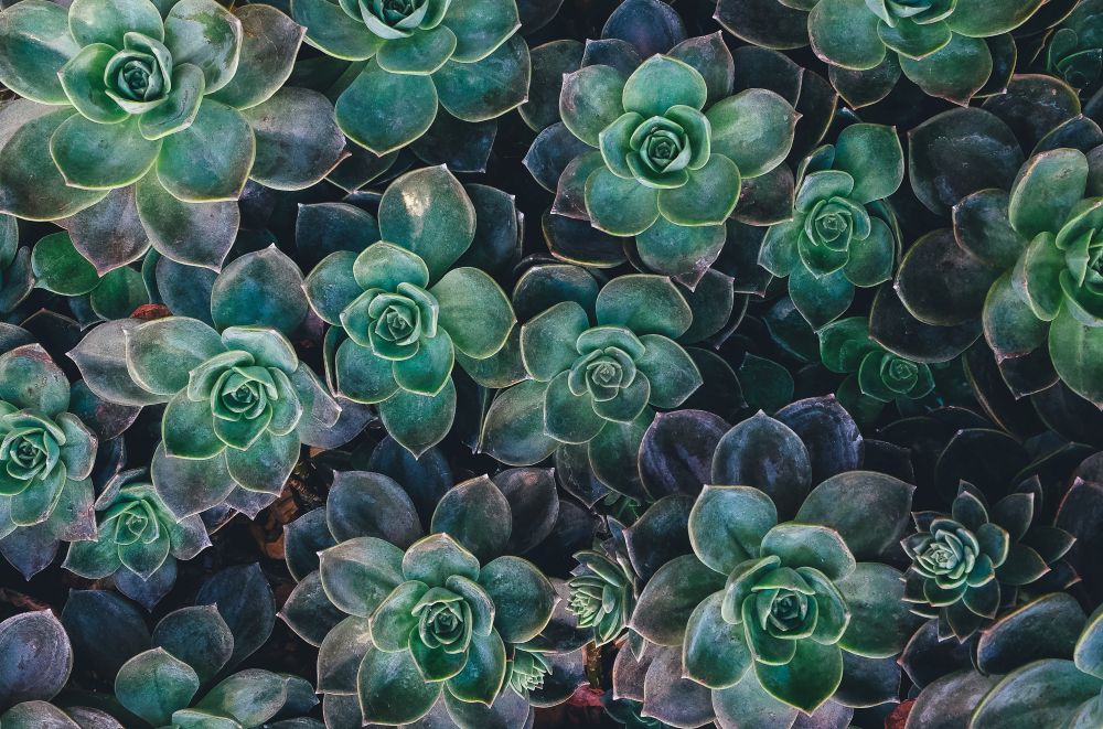 desert rose